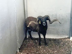 Trophy Ram