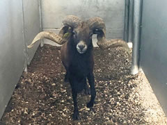 Trophy Ram