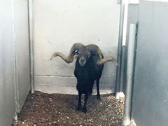 Trophy Ram