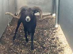 Trophy Ram