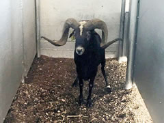 Trophy Ram