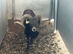 Trophy Ram