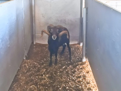 Trophy Ram