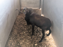 Trophy Ram