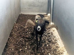 Trophy Ram