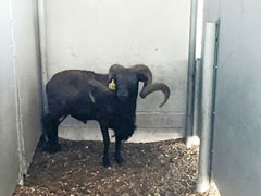 Trophy Ram