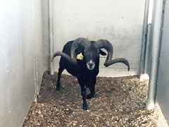 Trophy Ram