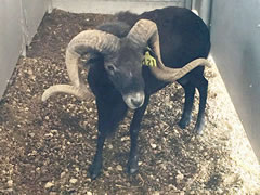 Trophy Ram