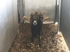 Trophy Ram