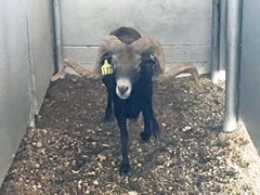 Trophy Ram