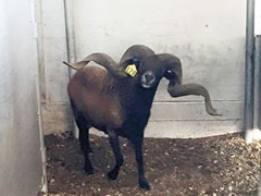 Trophy Ram