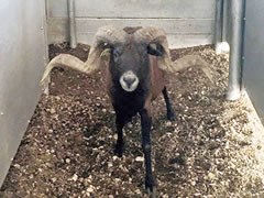 Trophy Ram