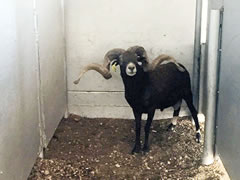 Trophy Ram