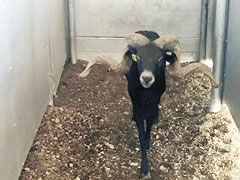 Trophy Ram