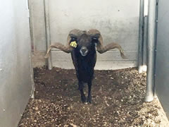 Trophy Ram
