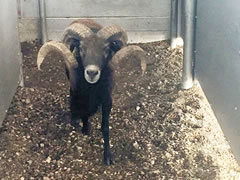 Trophy Ram
