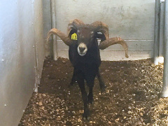 Trophy Ram