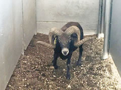 Trophy Ram