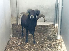 Trophy Rams