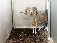 Trophy Ram