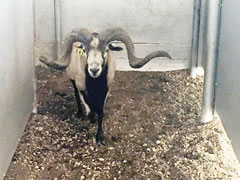 Trophy Ram
