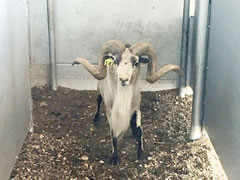 Trophy Rams