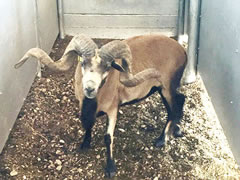 Trophy Ram